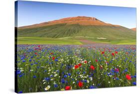 Italy, Umbria, Sunset in Castelluccio Di Norcia During Flowering-Andrea Pavan-Stretched Canvas