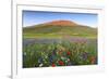 Italy, Umbria, Sunset in Castelluccio Di Norcia During Flowering-Andrea Pavan-Framed Photographic Print