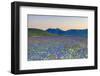 Italy, Umbria, Sunset in Castelluccio Di Norcia During Flowering-Andrea Pavan-Framed Photographic Print