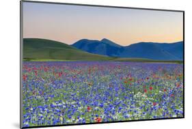 Italy, Umbria, Sunset in Castelluccio Di Norcia During Flowering-Andrea Pavan-Mounted Photographic Print