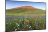 Italy, Umbria, Sunset in Castelluccio Di Norcia During Flowering-Andrea Pavan-Mounted Photographic Print