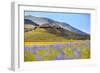 Italy, Umbria, Village of Castelluccio Seen Above Fields of Cornflowers-Andrea Pavan-Framed Photographic Print