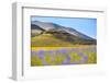 Italy, Umbria, Village of Castelluccio Seen Above Fields of Cornflowers-Andrea Pavan-Framed Photographic Print