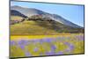 Italy, Umbria, Village of Castelluccio Seen Above Fields of Cornflowers-Andrea Pavan-Mounted Photographic Print