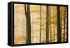 Italy, Veneto, Beech Trees-Andrea Pavan-Framed Stretched Canvas