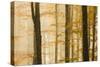 Italy, Veneto, Beech Trees-Andrea Pavan-Stretched Canvas