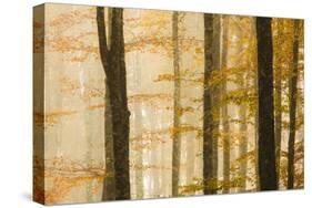 Italy, Veneto, Beech Trees-Andrea Pavan-Stretched Canvas