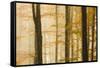 Italy, Veneto, Beech Trees-Andrea Pavan-Framed Stretched Canvas