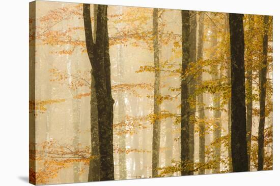 Italy, Veneto, Beech Trees-Andrea Pavan-Stretched Canvas