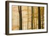 Italy, Veneto, Beech Trees-Andrea Pavan-Framed Photographic Print