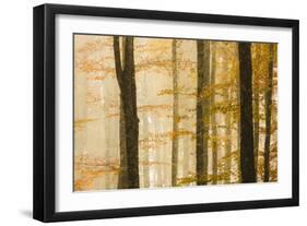 Italy, Veneto, Beech Trees-Andrea Pavan-Framed Photographic Print