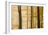 Italy, Veneto, Beech Trees-Andrea Pavan-Framed Photographic Print