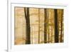 Italy, Veneto, Beech Trees-Andrea Pavan-Framed Photographic Print