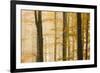 Italy, Veneto, Beech Trees-Andrea Pavan-Framed Photographic Print