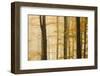 Italy, Veneto, Beech Trees-Andrea Pavan-Framed Photographic Print