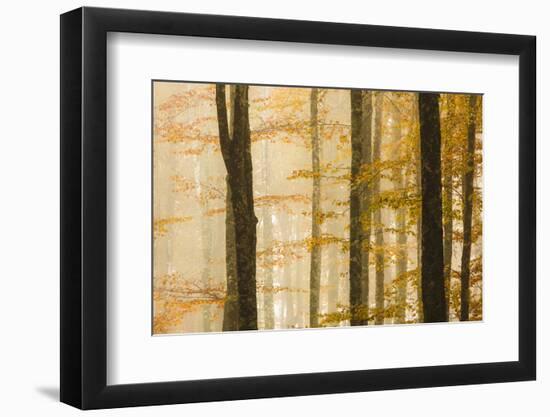 Italy, Veneto, Beech Trees-Andrea Pavan-Framed Photographic Print