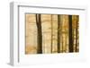 Italy, Veneto, Beech Trees-Andrea Pavan-Framed Photographic Print