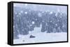 Italy, Veneto, Dolomites, Winter in Sappada-Anne Maenurm-Framed Stretched Canvas