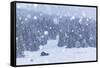 Italy, Veneto, Dolomites, Winter in Sappada-Anne Maenurm-Framed Stretched Canvas