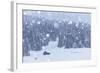 Italy, Veneto, Dolomites, Winter in Sappada-Anne Maenurm-Framed Photographic Print