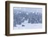 Italy, Veneto, Dolomites, Winter in Sappada-Anne Maenurm-Framed Photographic Print