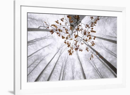 Italy, Veneto, Forest in Fog-Samuel Pradetto-Framed Photographic Print