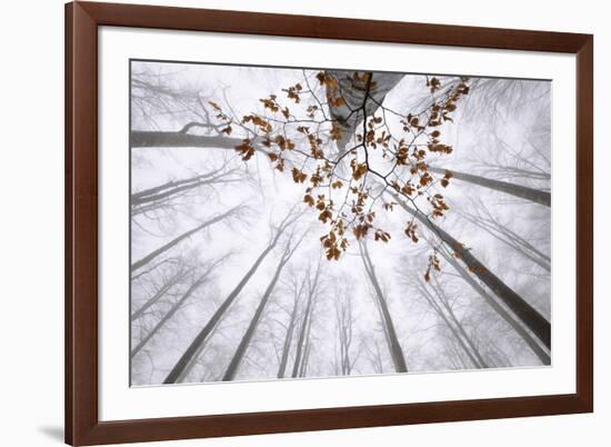 Italy, Veneto, Forest in Fog-Samuel Pradetto-Framed Photographic Print