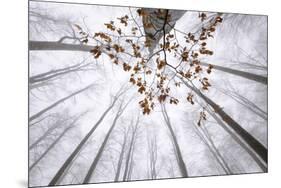 Italy, Veneto, Forest in Fog-Samuel Pradetto-Mounted Photographic Print