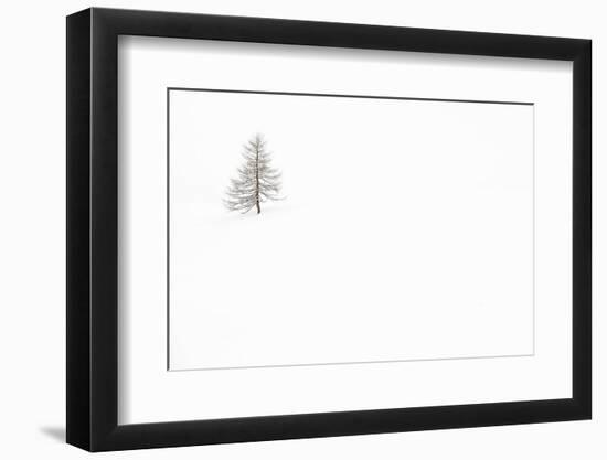 Italy, Veneto, Larch Isolated in White Snow-Gabriele Bano-Framed Premium Photographic Print