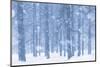 Italy, Veneto, Magic Atmosphere on Larch Trees under an Heavy Snowfall-Luciano Gaudenzio-Mounted Photographic Print