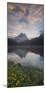Italy, Veneto, Sextener Dolomiten (Sexten Dolomites), Lago Antorno, Marsh Marigolds-Rainer Mirau-Mounted Photographic Print