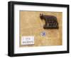 Italy, Veneto, Verona, Western Europe, the Symbol of Rome, on a Wall Named after Statesman Giuseppe-Ken Scicluna-Framed Photographic Print