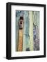 Italy, Venice, Burano Island. Patterns of peeling paint and padlock on old wooden doors.-Julie Eggers-Framed Photographic Print