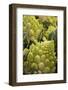 Italy, Venice. Green Romanesco cauliflower on display and for sale in the Rialto Market.-Julie Eggers-Framed Photographic Print