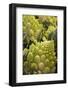 Italy, Venice. Green Romanesco cauliflower on display and for sale in the Rialto Market.-Julie Eggers-Framed Photographic Print