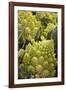 Italy, Venice. Green Romanesco cauliflower on display and for sale in the Rialto Market.-Julie Eggers-Framed Photographic Print