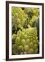 Italy, Venice. Green Romanesco cauliflower on display and for sale in the Rialto Market.-Julie Eggers-Framed Photographic Print