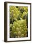 Italy, Venice. Green Romanesco cauliflower on display and for sale in the Rialto Market.-Julie Eggers-Framed Photographic Print