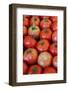 Italy, Venice. Tomatoes on display and for sale in the Rialto Market.-Julie Eggers-Framed Photographic Print