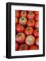 Italy, Venice. Tomatoes on display and for sale in the Rialto Market.-Julie Eggers-Framed Photographic Print