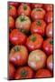 Italy, Venice. Tomatoes on display and for sale in the Rialto Market.-Julie Eggers-Mounted Photographic Print