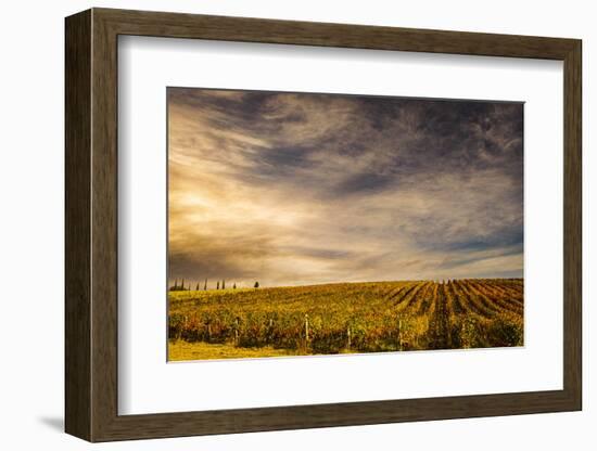 Italy, vineyard-George Theodore-Framed Photographic Print