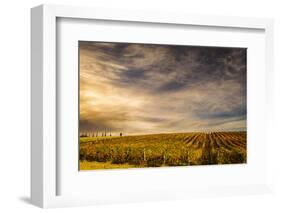 Italy, vineyard-George Theodore-Framed Photographic Print