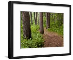 Itasca State Park, Minnesota, USA-Peter Hawkins-Framed Photographic Print