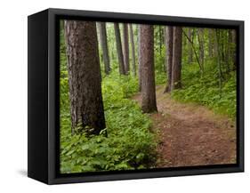 Itasca State Park, Minnesota, USA-Peter Hawkins-Framed Stretched Canvas