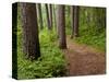Itasca State Park, Minnesota, USA-Peter Hawkins-Stretched Canvas