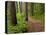 Itasca State Park, Minnesota, USA-Peter Hawkins-Stretched Canvas