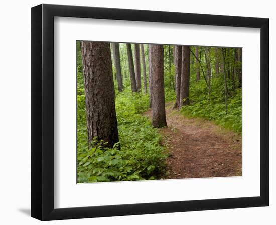 Itasca State Park, Minnesota, USA-Peter Hawkins-Framed Photographic Print