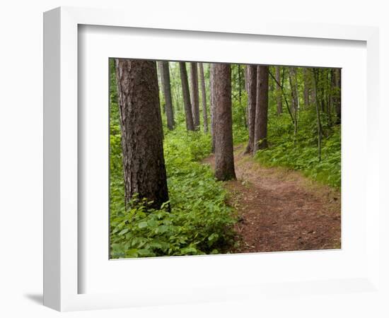 Itasca State Park, Minnesota, USA-Peter Hawkins-Framed Photographic Print