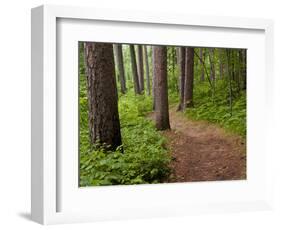 Itasca State Park, Minnesota, USA-Peter Hawkins-Framed Photographic Print